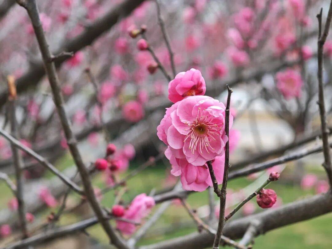 总要来趟武山湖畔，看那红梅盛开，喜迎新春！