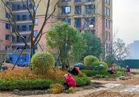 小区园林绿植移栽中！金色阳光城12月工程进度播报