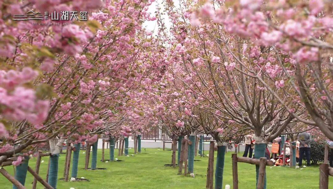 春风十里，不如山湖有你！武穴这片“森屿湖居”，藏着人人向往的春天