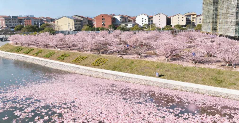 武穴城东新区武山湖畔，新增一个樱花园网红打卡地