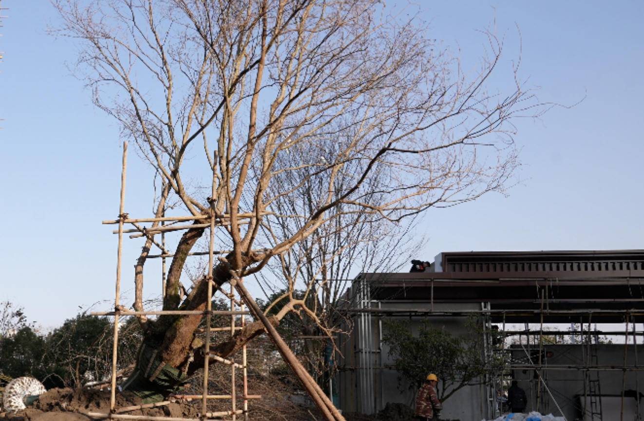 超航・山湖天玺 | 喜迎百年乌桕树王入园