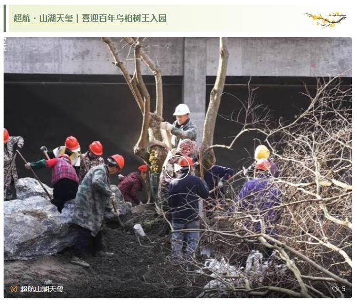 超航・山湖天玺 | 喜迎百年乌桕树王入园