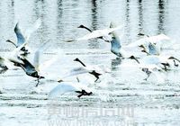 黄梅龙感湖现“天鹅湖”奇景 近万候鸟栖息