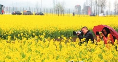 摄影爱好者在武穴余川镇拍摄油菜花