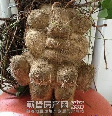 檀林农民挖出“人形”何首乌