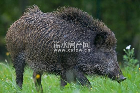 浠水农妇插秧遭野猪攻击 大腿被咬掉拳头大肉块