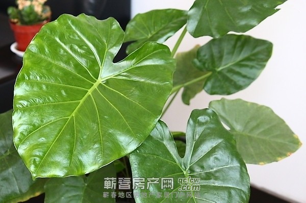 蕲春24名学生因接触有毒植物中毒