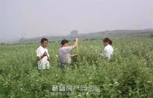 李克强总理：发展中医药！蕲艾要火@蕲春人加油！