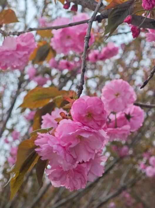 春天的颜色，尽在山湖天玺的粉色浪漫！